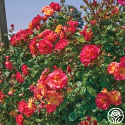 Joseph's Coat -Lovely Rose Shop josephs coat 11