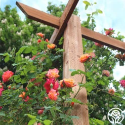 Joseph's Coat -Lovely Rose Shop josephs coat 4