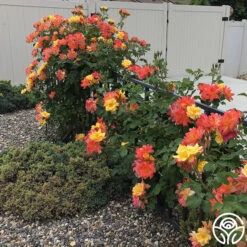 Joseph's Coat -Lovely Rose Shop josephs coat 6