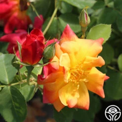 Joseph's Coat -Lovely Rose Shop josephs coat 8