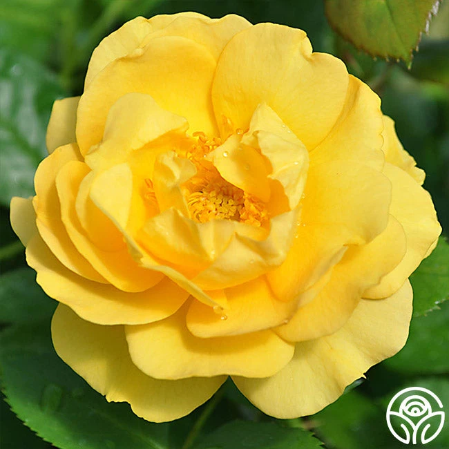 Julia Child™ 4 Julia Child™ - Image 2