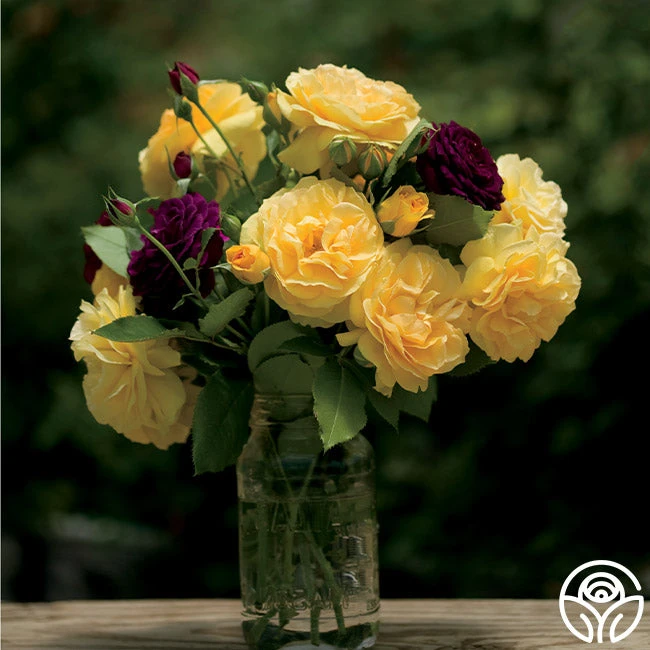 Julia Child™ 5 Julia Child™ - Image 3