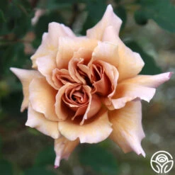 Julia's Rose® -Lovely Rose Shop julia s rose 13