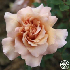 Julia's Rose® -Lovely Rose Shop julia s rose 14