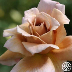 Julia's Rose® -Lovely Rose Shop julias rose 1
