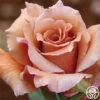 Julia's Rose® -Lovely Rose Shop julias rose 2