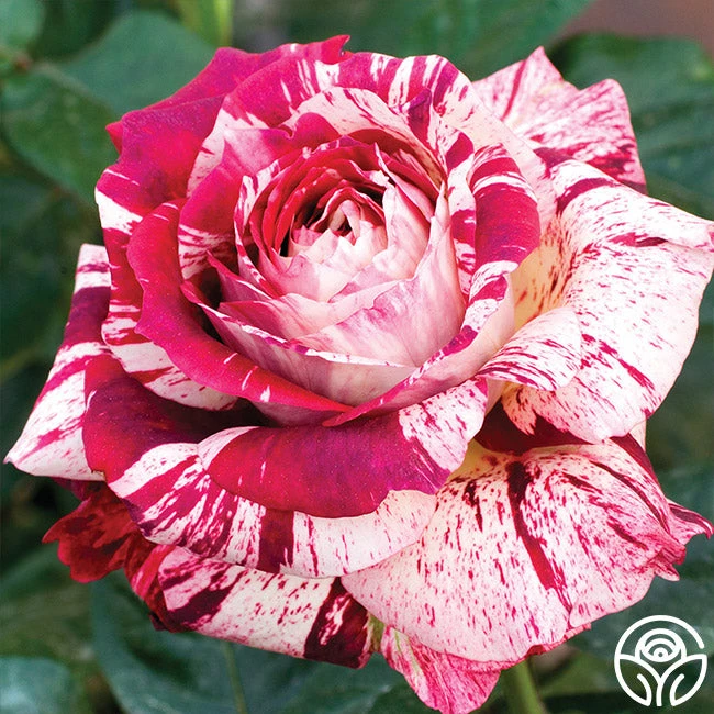 Julio Iglesias™ 3 Julio Iglesias™