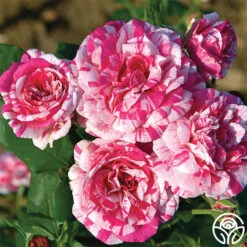 Julio Iglesias™ 6 Julio Iglesias™ -Lovely Rose Shop julio iglesias 3