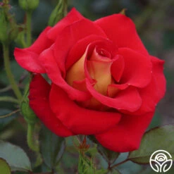 Ketchup & Mustard™