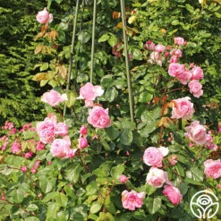 Arborose® Kiss Me Kate 11 Arborose® Kiss Me Kate -Lovely Rose Shop kiss me kate 23