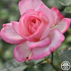 Heirloom Roses -Lovely Rose Shop kiss of desire logo 01