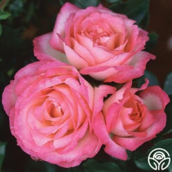 Kiss Of Desire -Lovely Rose Shop kiss of desire logo 05