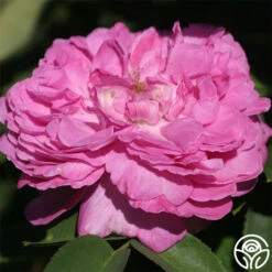 La Reine 11 La Reine -Lovely Rose Shop la reine 2 8