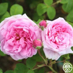 La Ville De Bruxelles -Lovely Rose Shop la ville de bruxelles 17