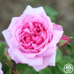 La Ville De Bruxelles -Lovely Rose Shop la ville de bruxelles 19