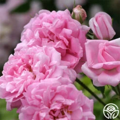 La Ville De Bruxelles -Lovely Rose Shop la ville de bruxelles 2 4