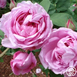 La Ville De Bruxelles -Lovely Rose Shop la ville de bruxelles 6