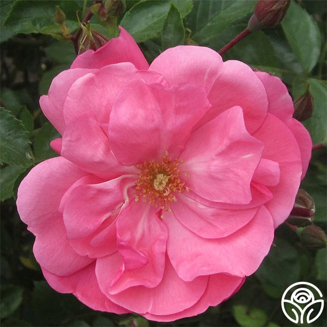 Lady Elsie May™ 3 Lady Elsie May™