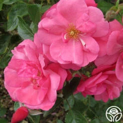 Lady Elsie May™ 6 Lady Elsie May™ -Lovely Rose Shop lady elsie may 2 1 1