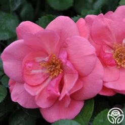 Lady Elsie May™ 7 Lady Elsie May™ -Lovely Rose Shop lady elsie may 3 8