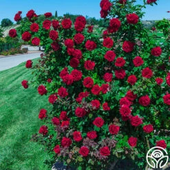 Lady In Red™ -Lovely Rose Shop lady in red 2