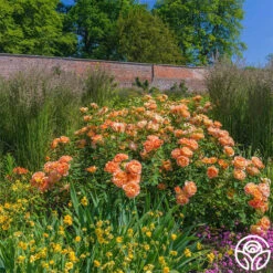 Lady Of Shalott 23 Lady Of Shalott -Lovely Rose Shop lady of shalott 7 1