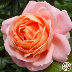 Lady Of The Mist™ -Lovely Rose Shop lady of the mist logo 04 3