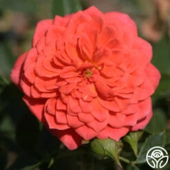 Lady Penelope 12 Lady Penelope -Lovely Rose Shop ladypenelope logo 01