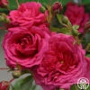 Arborose® Laguna -Lovely Rose Shop laguna 15