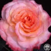 Laura™ 2 Laura™ -Lovely Rose Shop laura