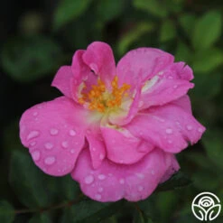 Lavender Floorshow® 12 Lavender Floorshow® -Lovely Rose Shop lavender floorshow 1 8