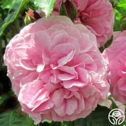 Lavender Lassie 19 Lavender Lassie -Lovely Rose Shop lavender lassie 1