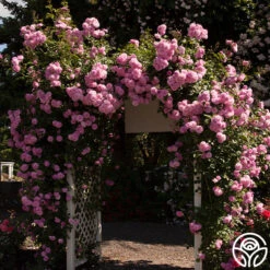 Lavender Lassie 22 Lavender Lassie -Lovely Rose Shop lavender lassie 2