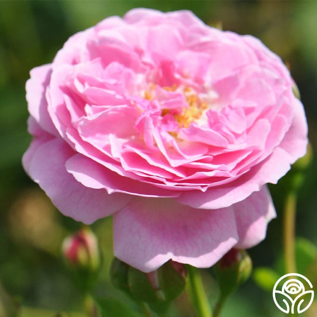 Lavender Lassie 13 Lavender Lassie - Image 11