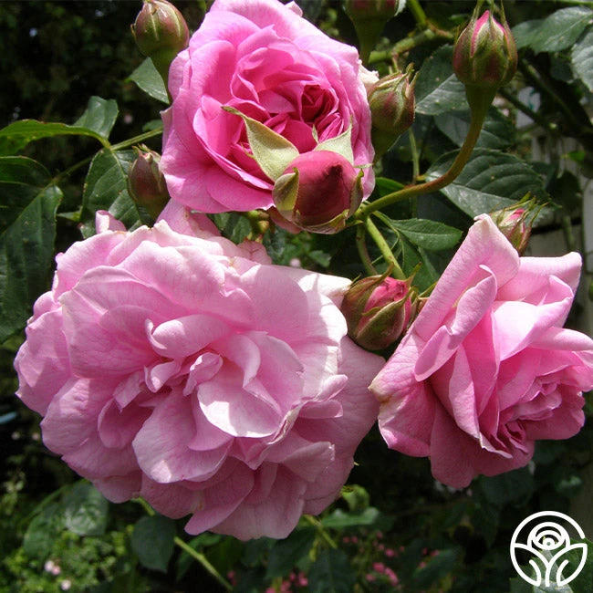 Lavender Lassie 12 Lavender Lassie - Image 10