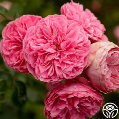 Leonardo Da Vinci® -Lovely Rose Shop leonardo da vinci 1 1 1