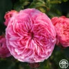Leonardo Da Vinci® -Lovely Rose Shop leonardo da vinci 2 1 1
