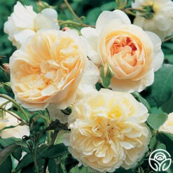 Lichfield Angel -Lovely Rose Shop lichfield angel 4