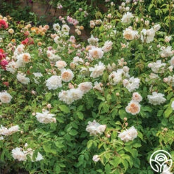 Lichfield Angel -Lovely Rose Shop lichfield angel 5