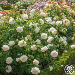 Lichfield Angel -Lovely Rose Shop lichfield angel 8
