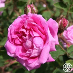 Lilac Pink Moss -Lovely Rose Shop lilac pink moss 2 1 1