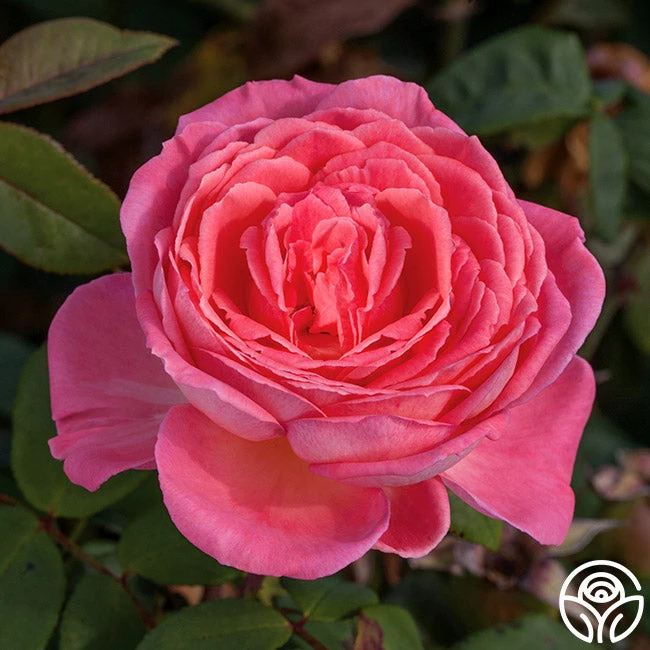 Liv Tyler™ 3 Liv Tyler™