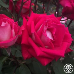 Love -Lovely Rose Shop love 2 7