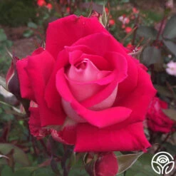 Love -Lovely Rose Shop love 5