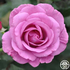 Love Potion™ -Lovely Rose Shop love potion 4 1