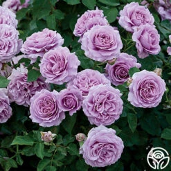 Love Song 16 Love Song -Lovely Rose Shop love song 1 9