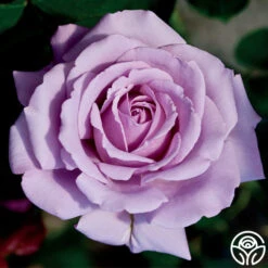 Love Song 19 Love Song -Lovely Rose Shop love song 3 8