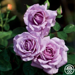 Love Song 13 Love Song -Lovely Rose Shop love song 5