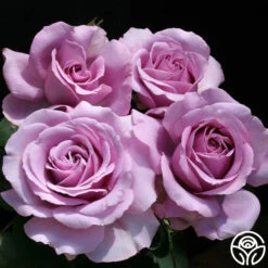 Love Song 15 Love Song -Lovely Rose Shop love song 6