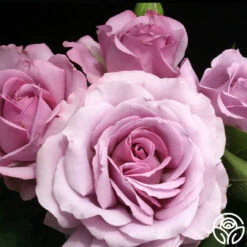 Love Song 20 Love Song -Lovely Rose Shop love song 7